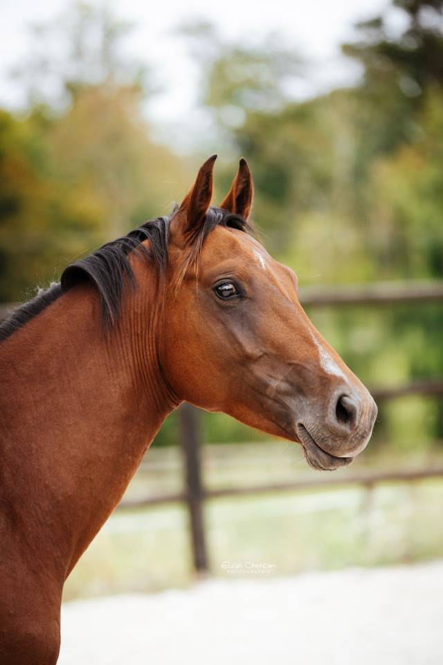 Cheval entier SF 2 ans