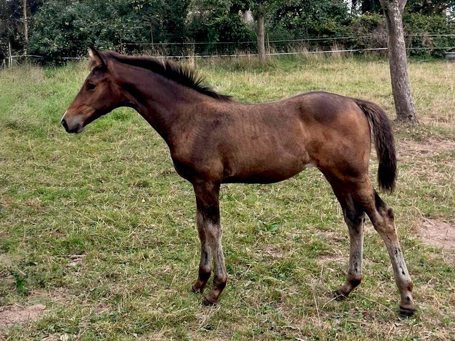 Pouliche - Up to you x Hurlevent de Breka