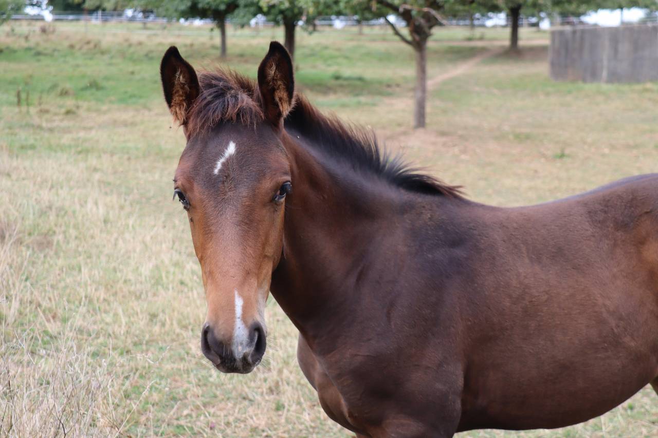 Pouliche - Up to you x Hurlevent de Breka