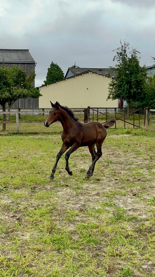 Pouliche - Up to you x Hurlevent de Breka