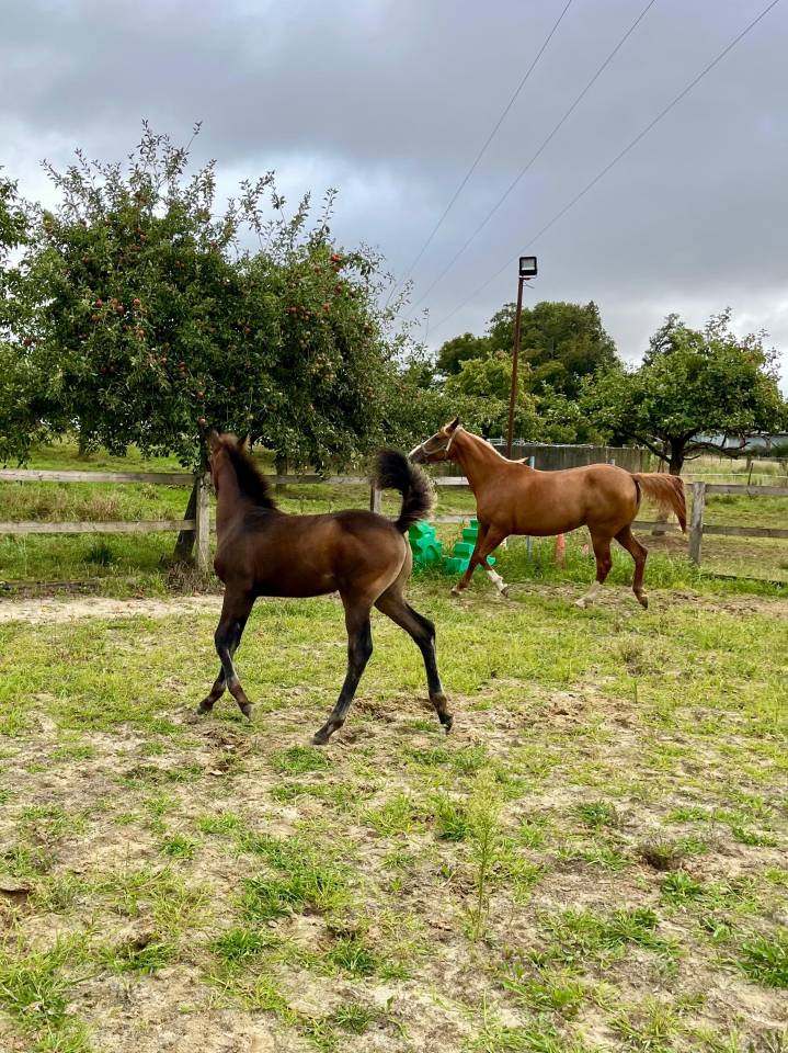 Pouliche - Up to you x Hurlevent de Breka