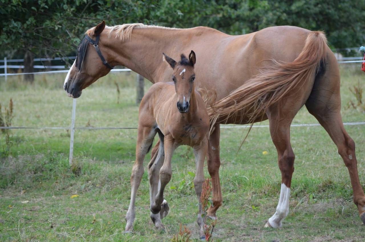Pouliche - Up to you x Hurlevent de Breka