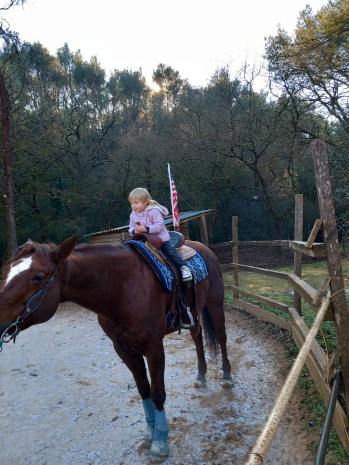 Cheval Quarter Horse (sans papiers), alezan, âgé de 13 ans