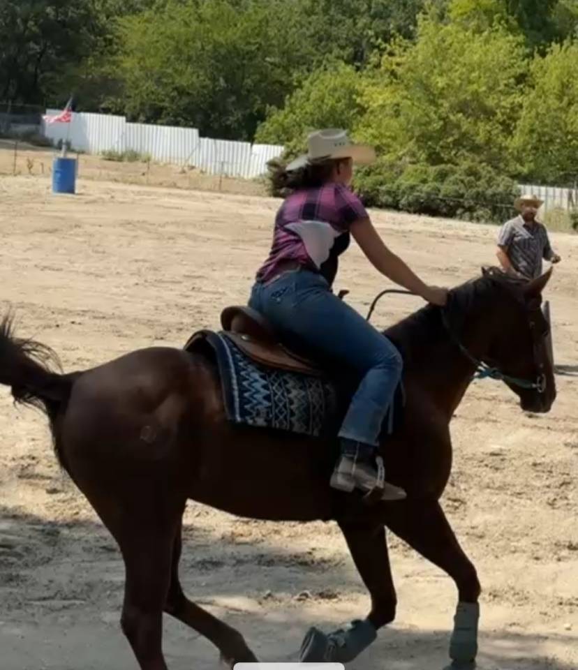 Cheval Quarter Horse (sans papiers), alezan, âgé de 13 ans