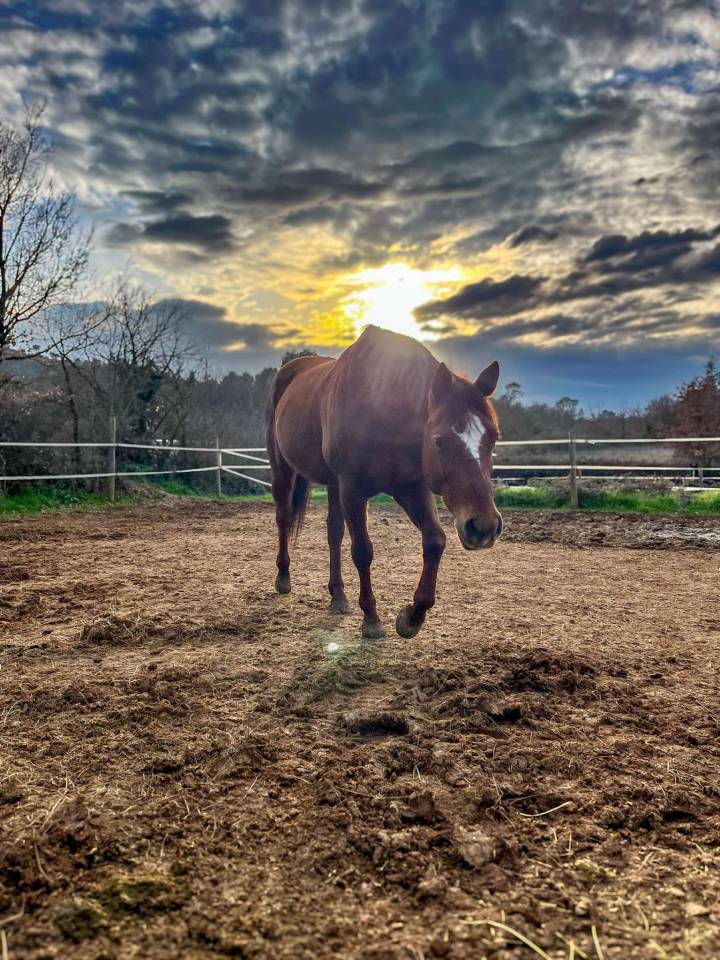 Cheval Quarter Horse (sans papiers), alezan, âgé de 13 ans