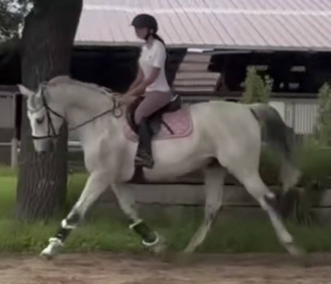 Cheval potentiel 160
