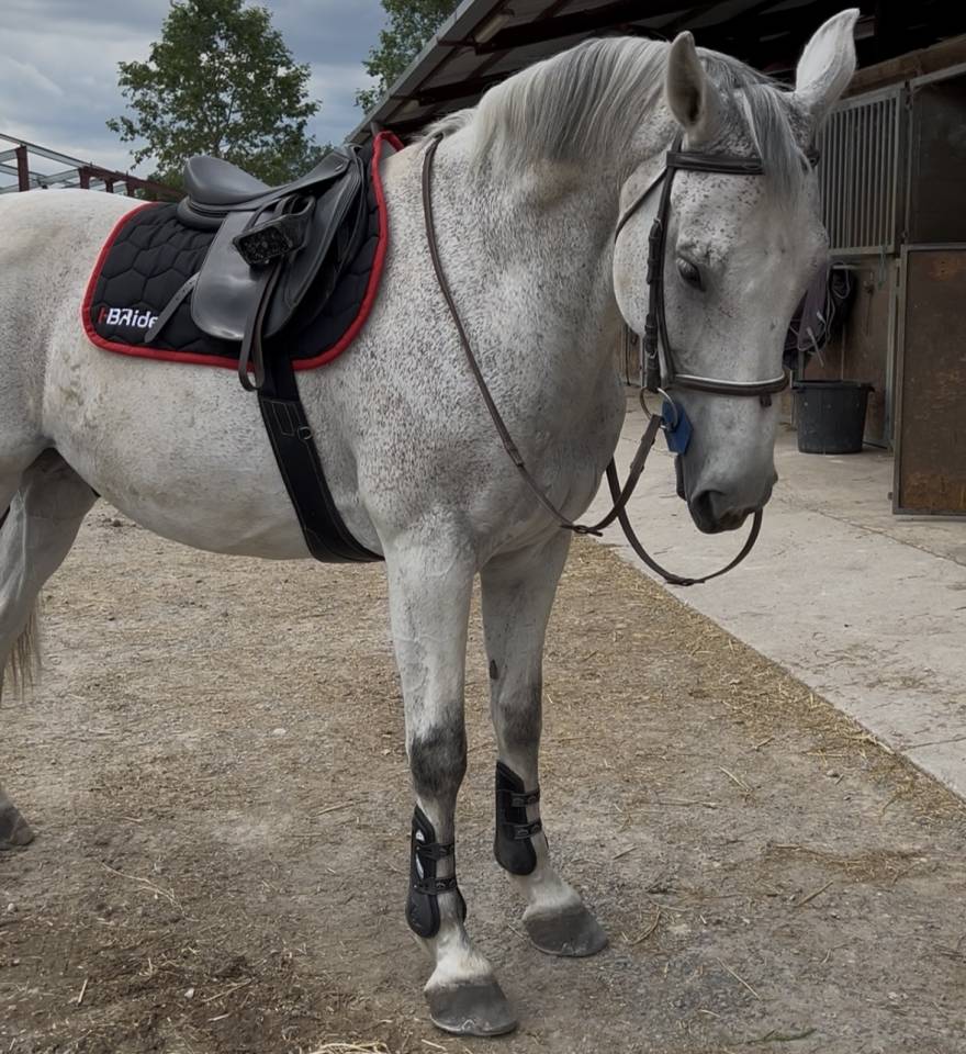 Cheval potentiel 160