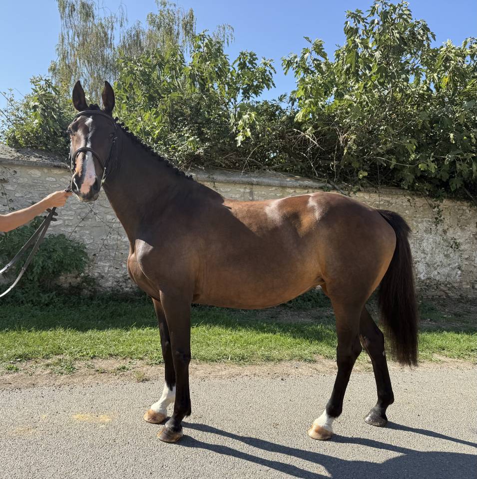 Jument PP IRISH SPORT HORSE 2014