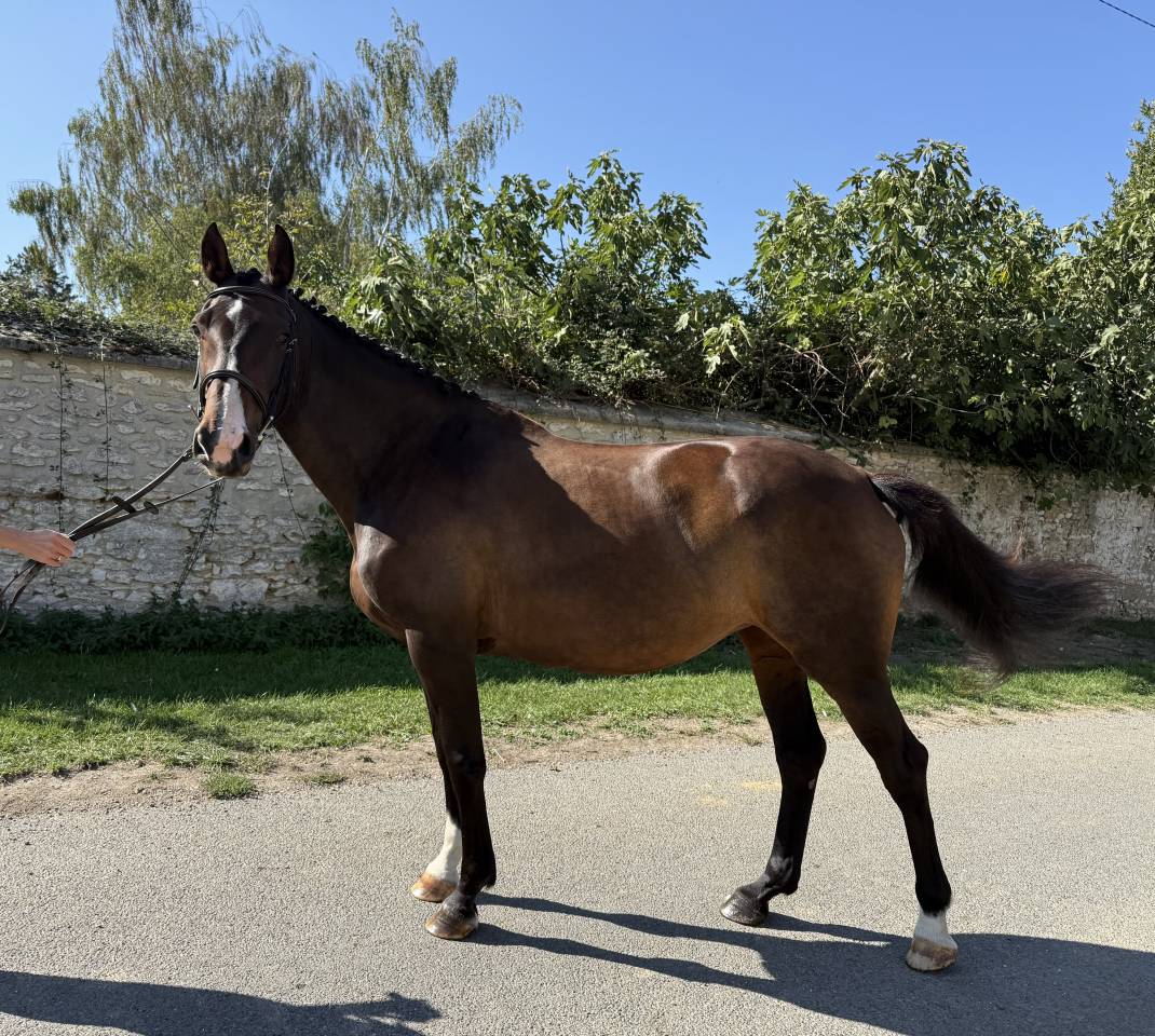 Jument PP IRISH SPORT HORSE 2014