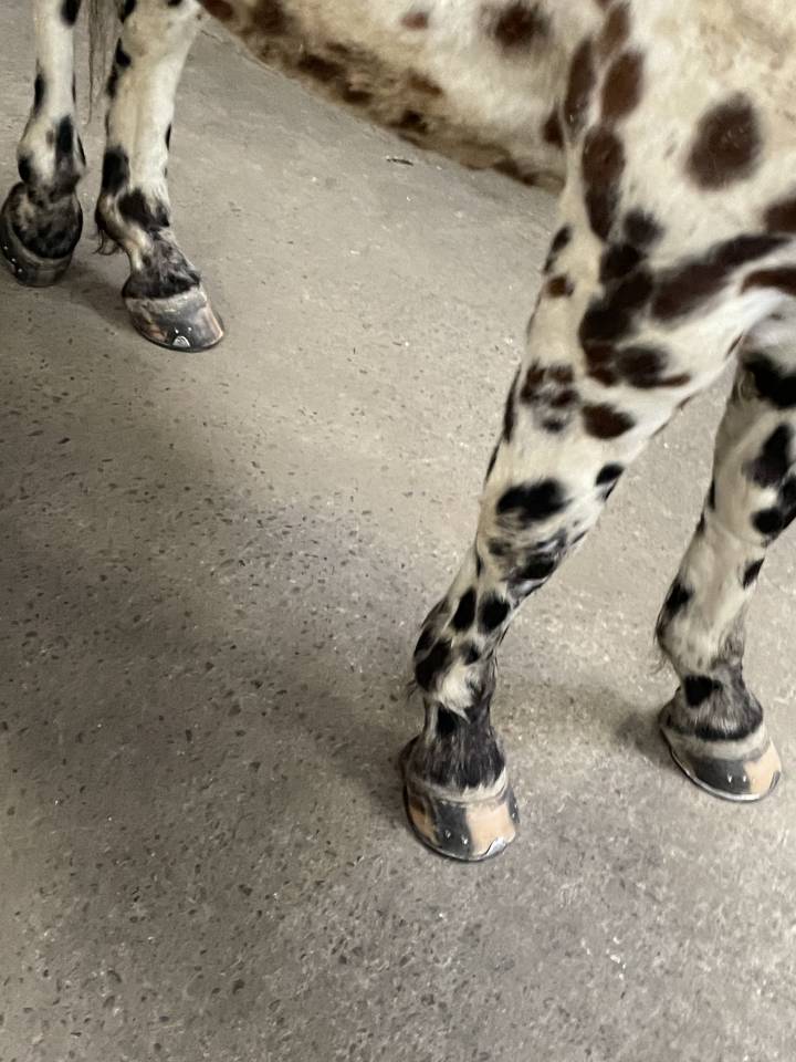 Goze-Bac Maréchal ferrant 05 04