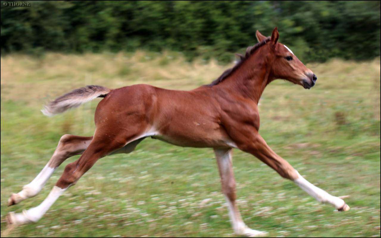 Pouliche CSO bai foncée gros potentiel souche 145