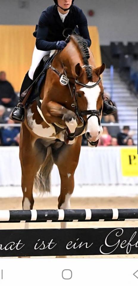 Pouliche CSO bai foncée gros potentiel souche 145