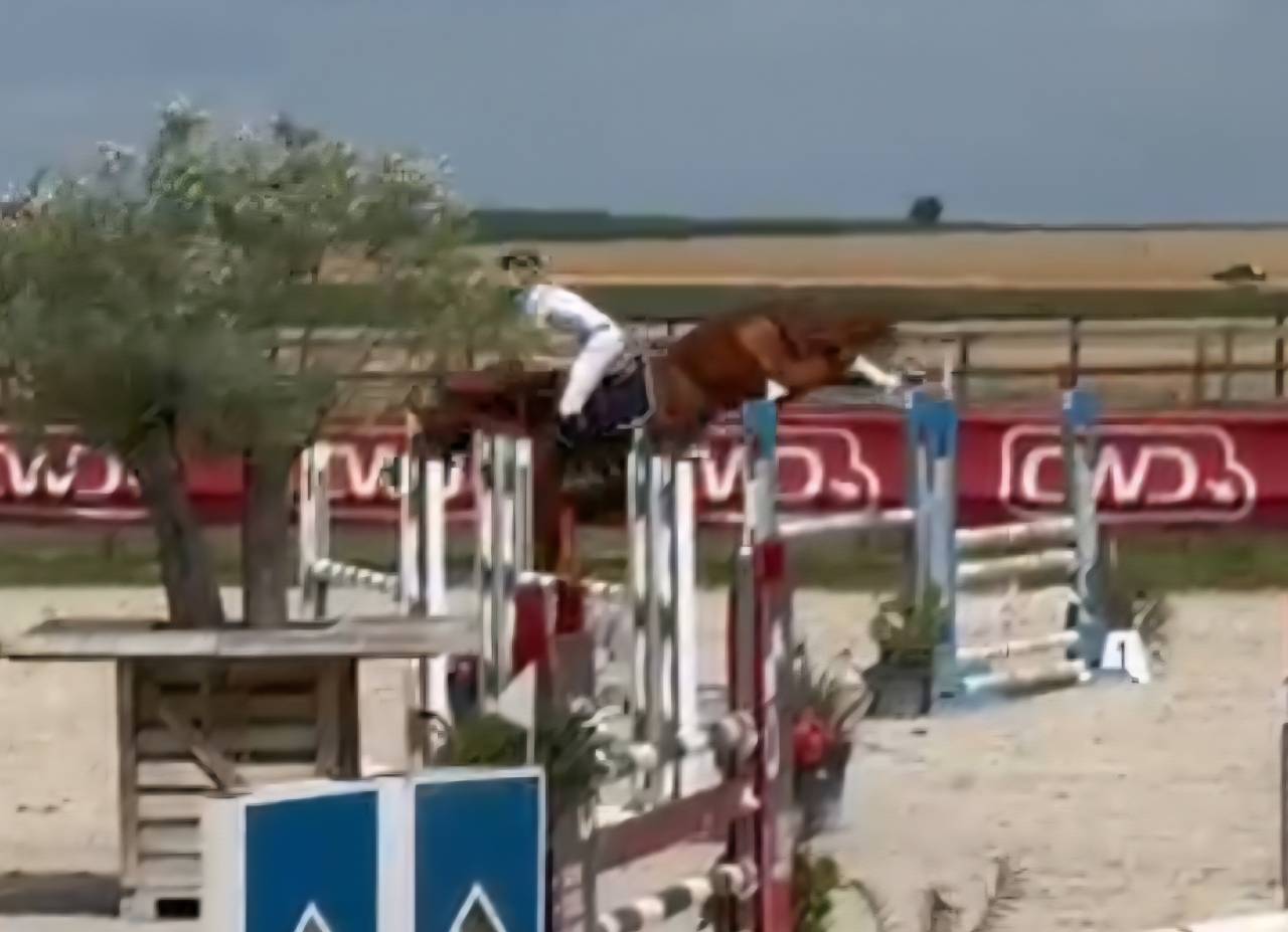 Pouliche CSO bai foncée gros potentiel souche 145