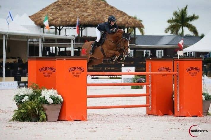 Pouliche CSO bai foncée gros potentiel souche 145