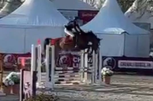 Pouliche CSO bai foncée gros potentiel souche 145