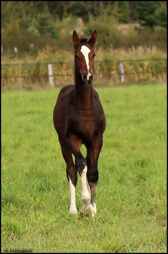 Pouliche CSO bai foncée gros potentiel souche 145