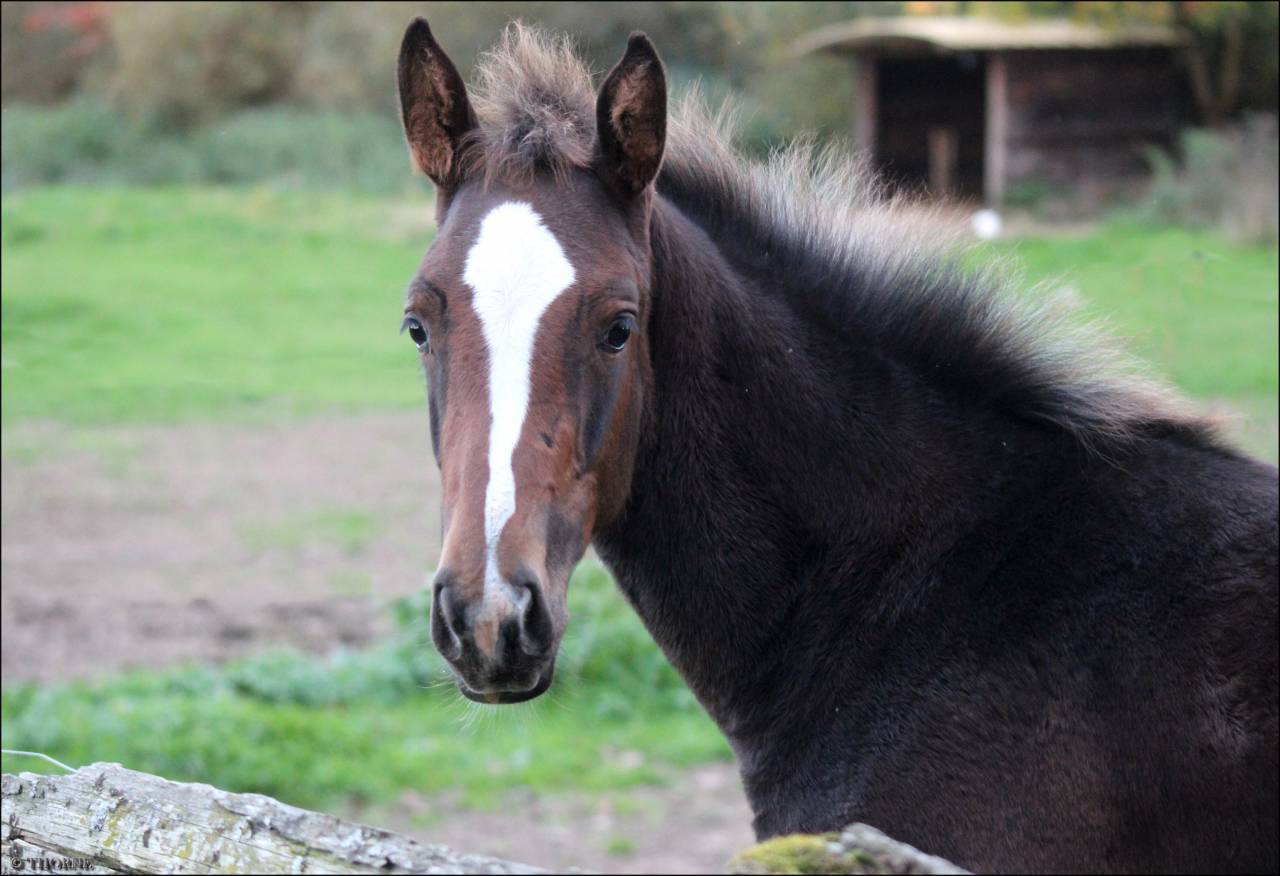 Pouliche CSO bai foncée gros potentiel souche 145