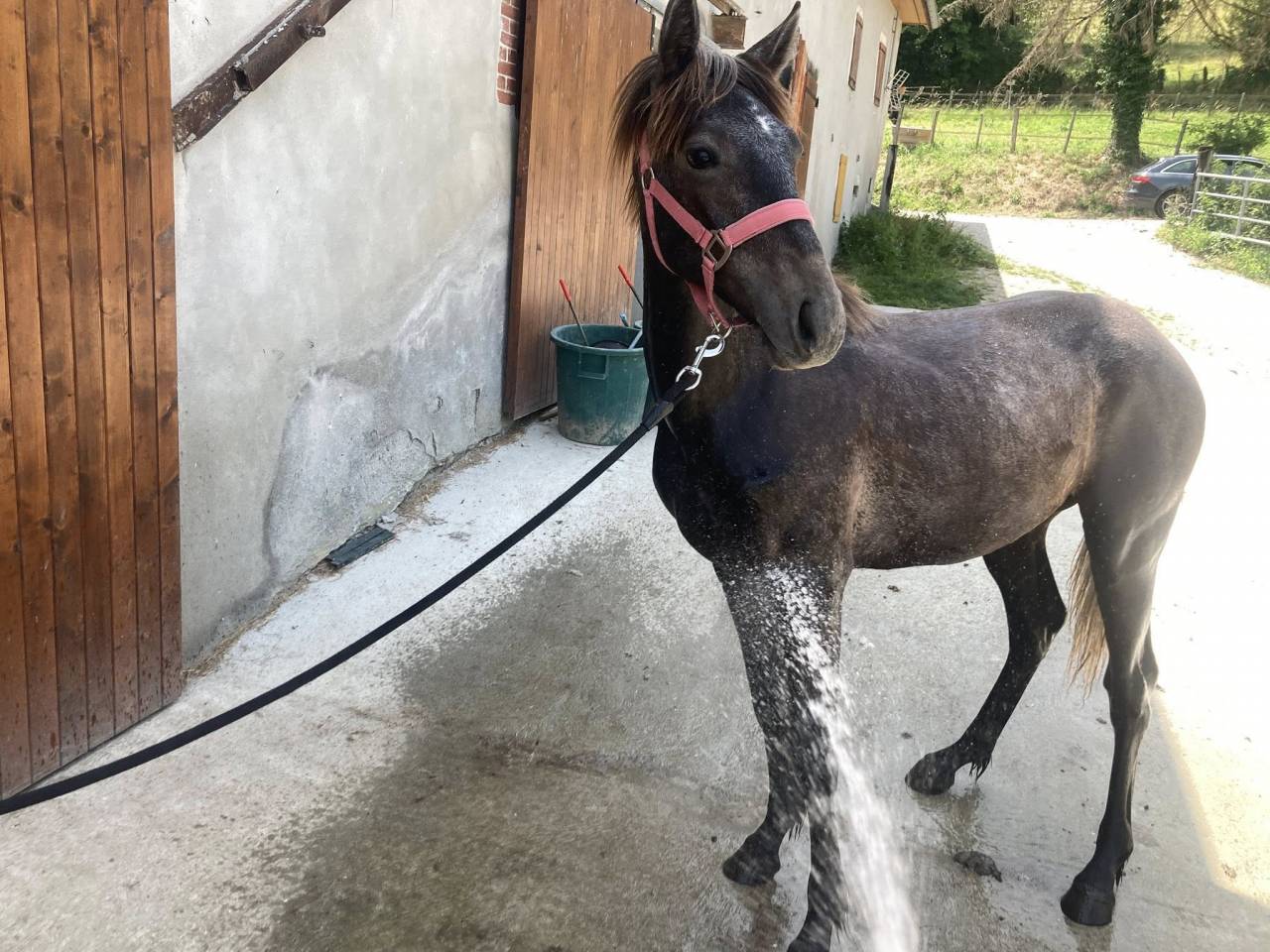 poulain 15 mois PP connemara bonnes origines