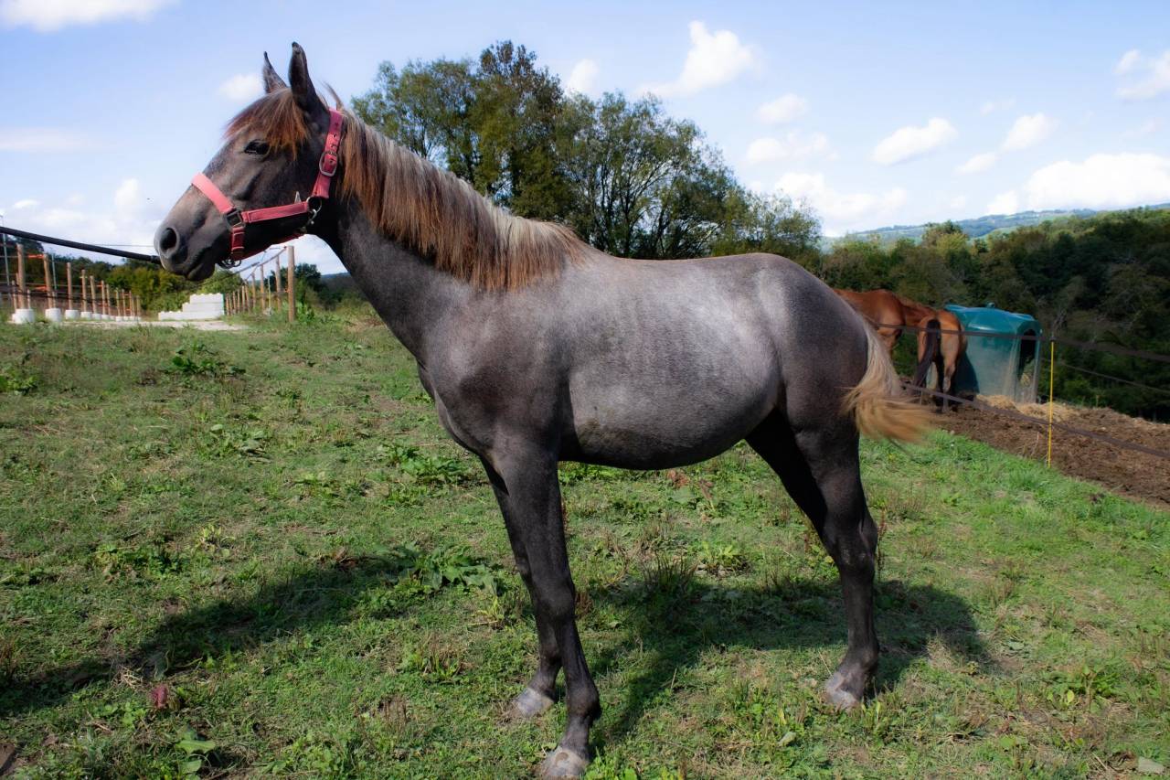 poulain 15 mois PP connemara bonnes origines