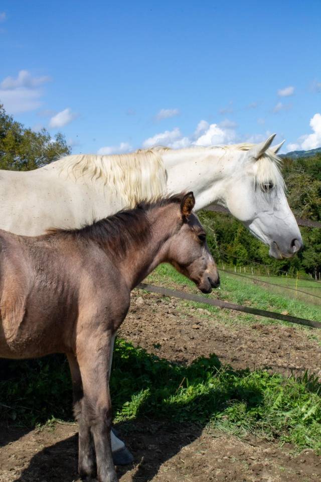 Foal connemara PP bonnes origines disponible au sevrage