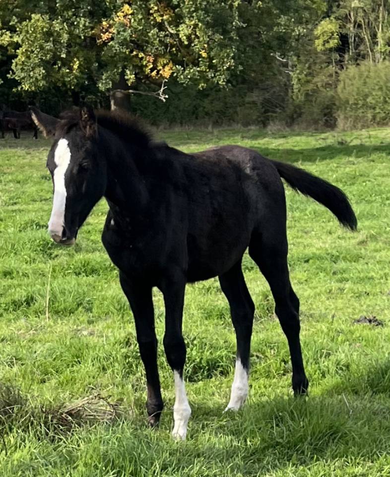 Pouliche SF excalibur dl tour vidal x eyken des fonteni