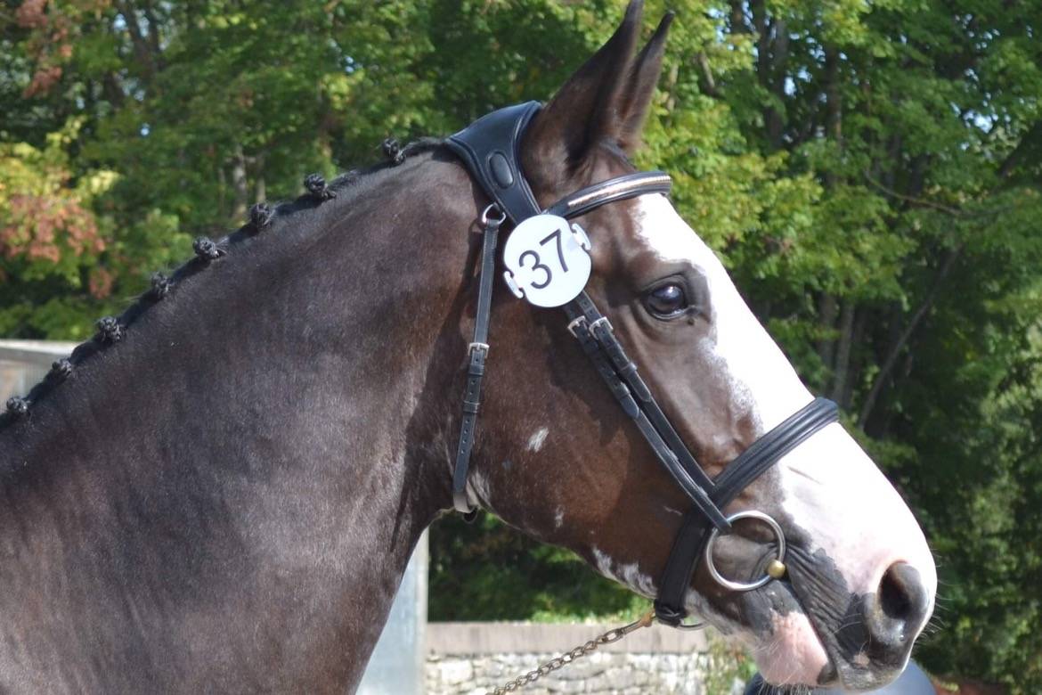 Magnifique Hongre 5 ans Bwp 