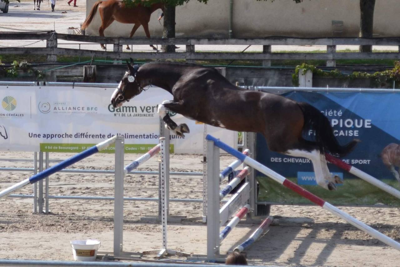 Magnifique Hongre 5 ans Bwp 