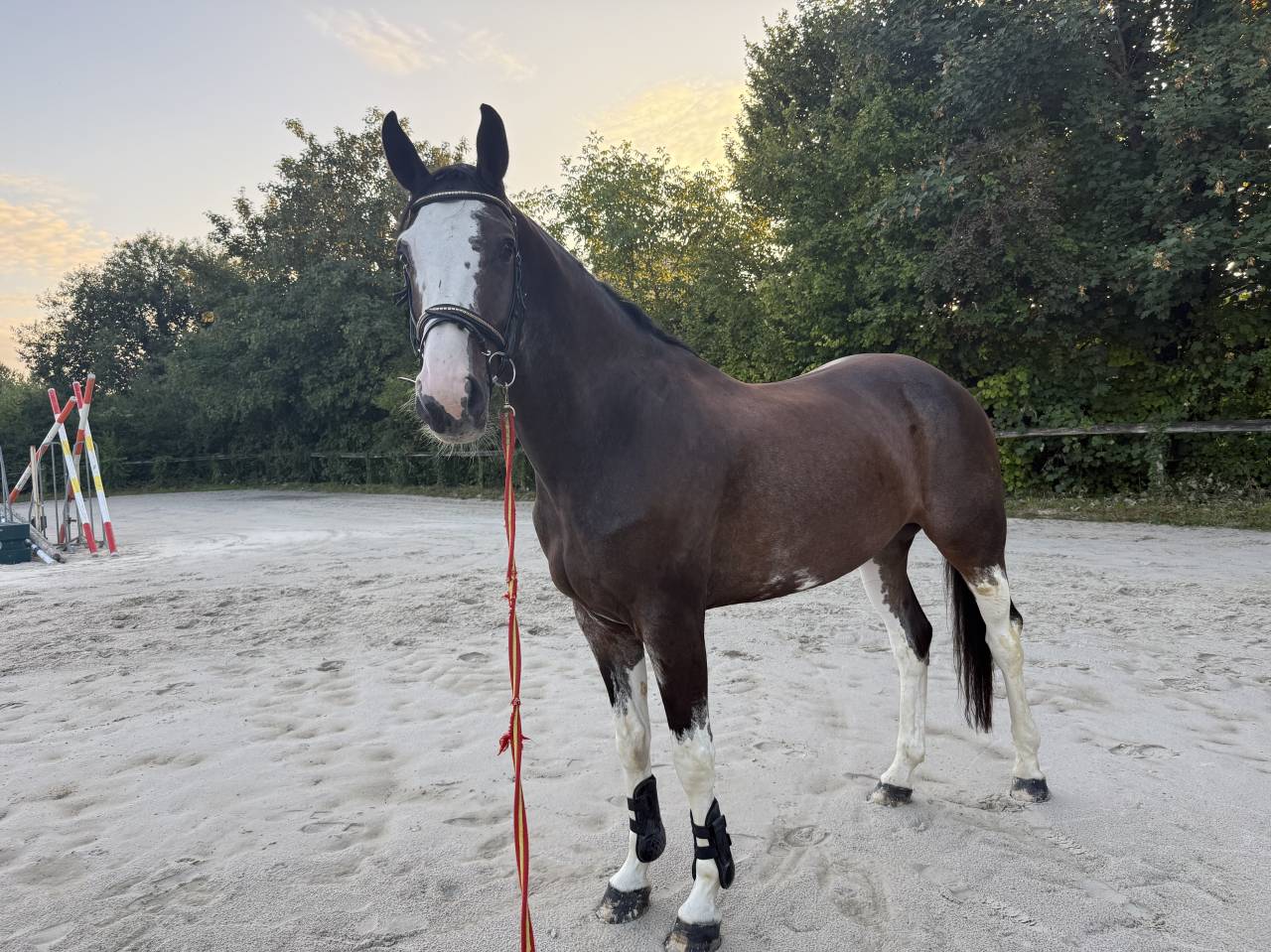 Magnifique Hongre 5 ans Bwp 