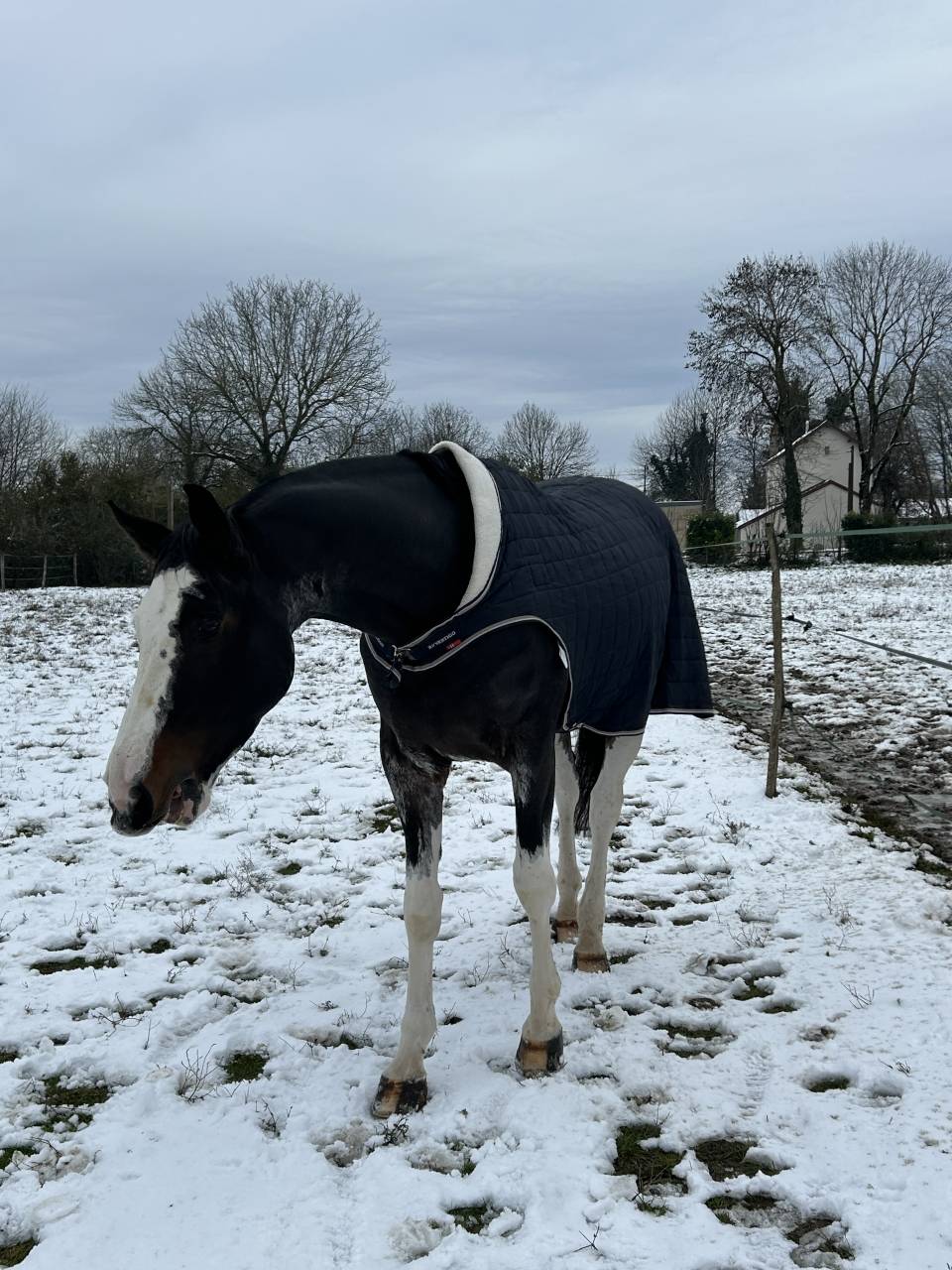 Magnifique Hongre 5 ans Bwp 