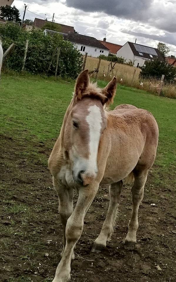 Pouliche 