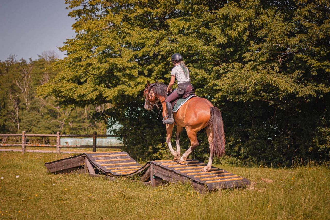 PENSION COLLECTIVE - MANEGE - STABULATION