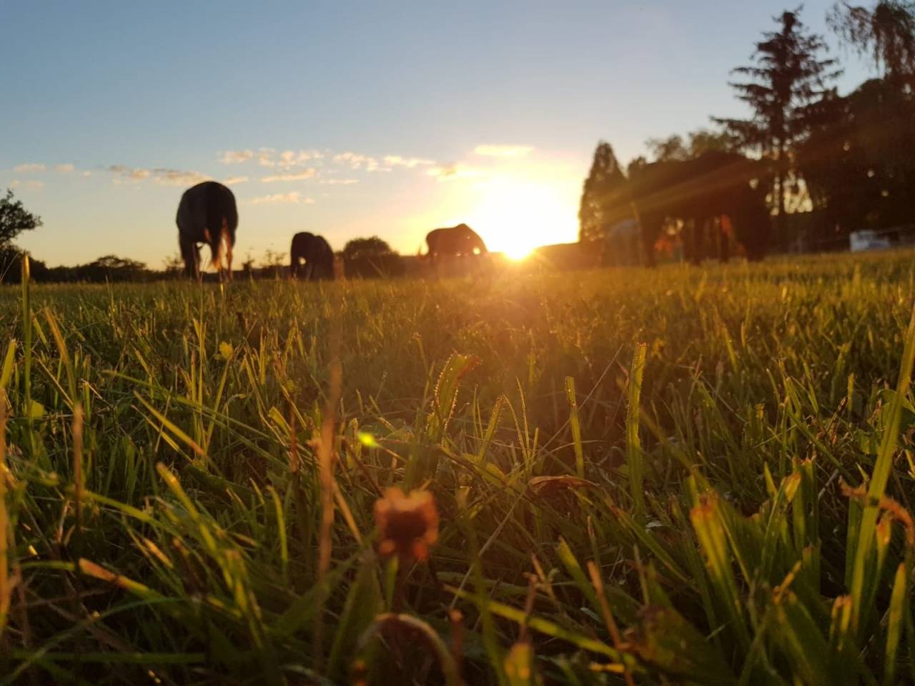 PENSION COLLECTIVE - MANEGE - STABULATION