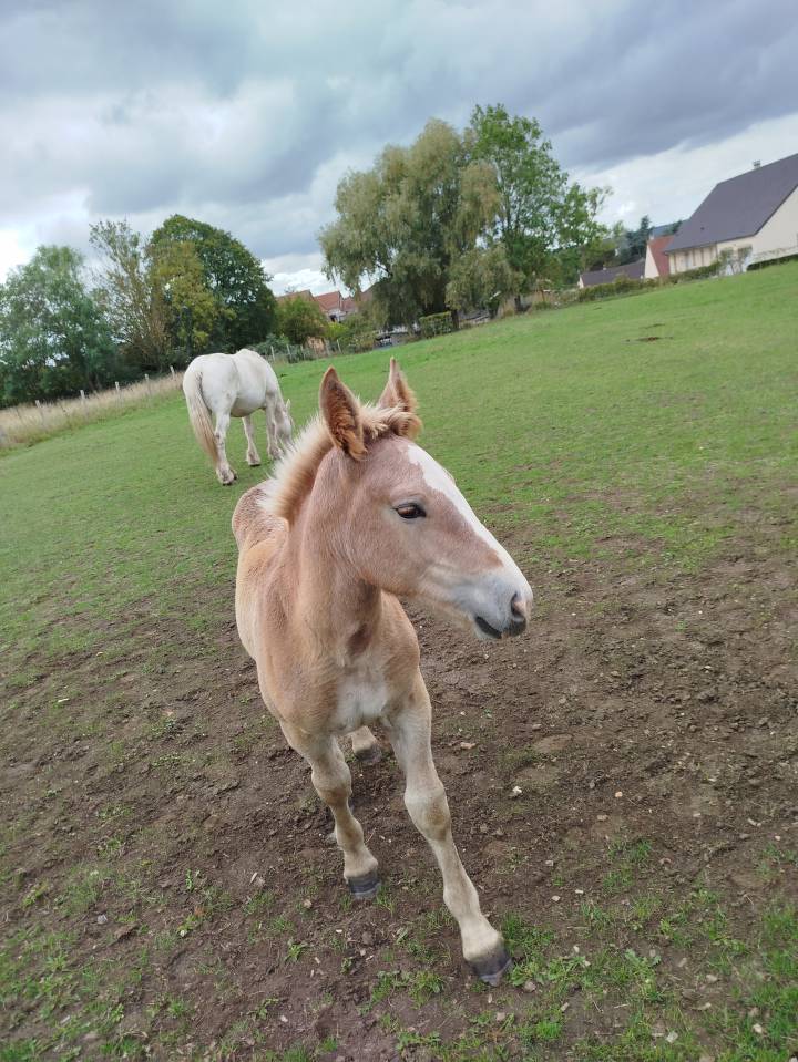 Pouliche boulonnaise 