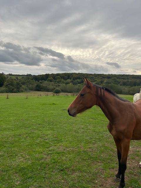 a vendre pouliche 1 an 