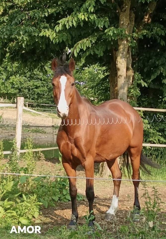 À VENDRE – Super Ponette D