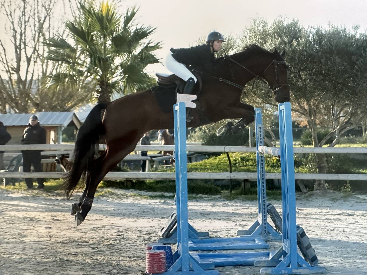 Hongre par Nabab de rêve, top concours 