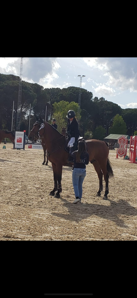 Hongre par Nabab de rêve, top concours 