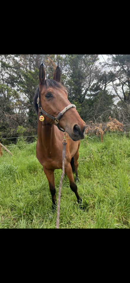 Hongre par Nabab de rêve, top concours 