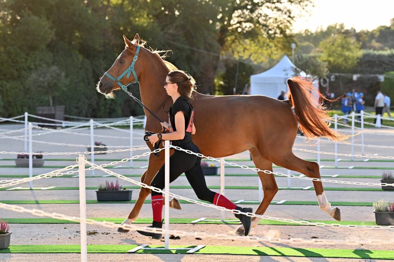 À vendre – Ghalab, hongre PSA de 9 ans, qualifié 100 km