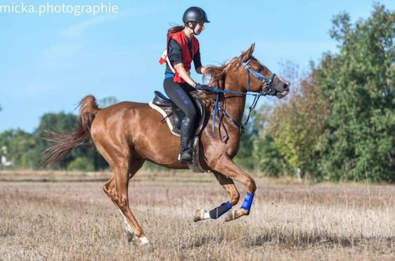 À vendre – Ghalab, hongre PSA de 9 ans, qualifié 100 km