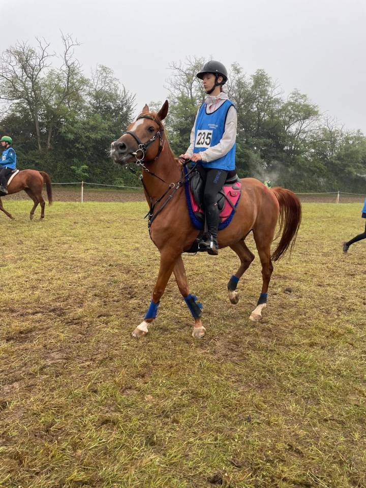 À vendre – Ghalab, hongre PSA de 9 ans, qualifié 100 km