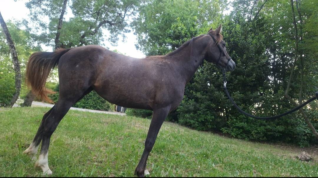 À Vendre ou Échange – Pouliche Pur-Sang Arabe