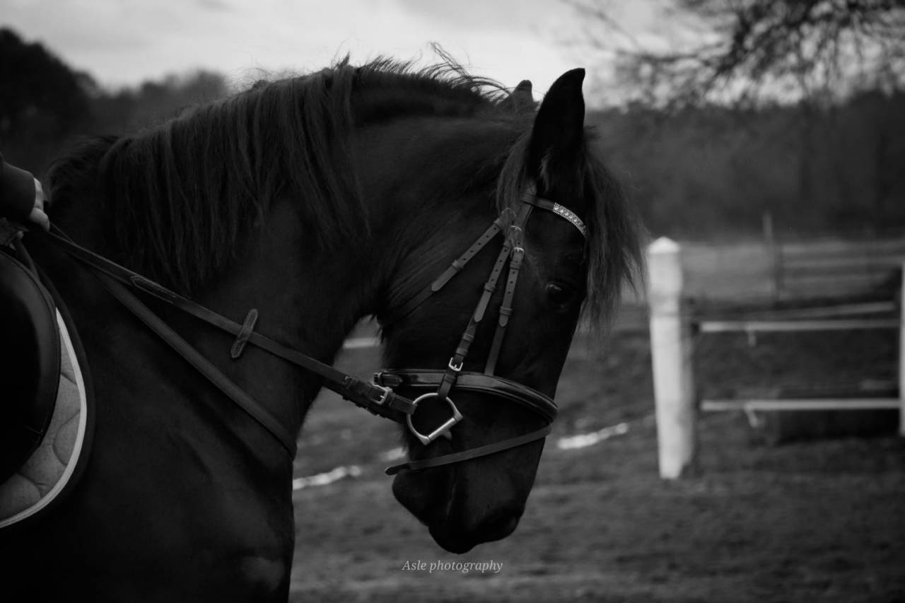 Poulinière arabofrison