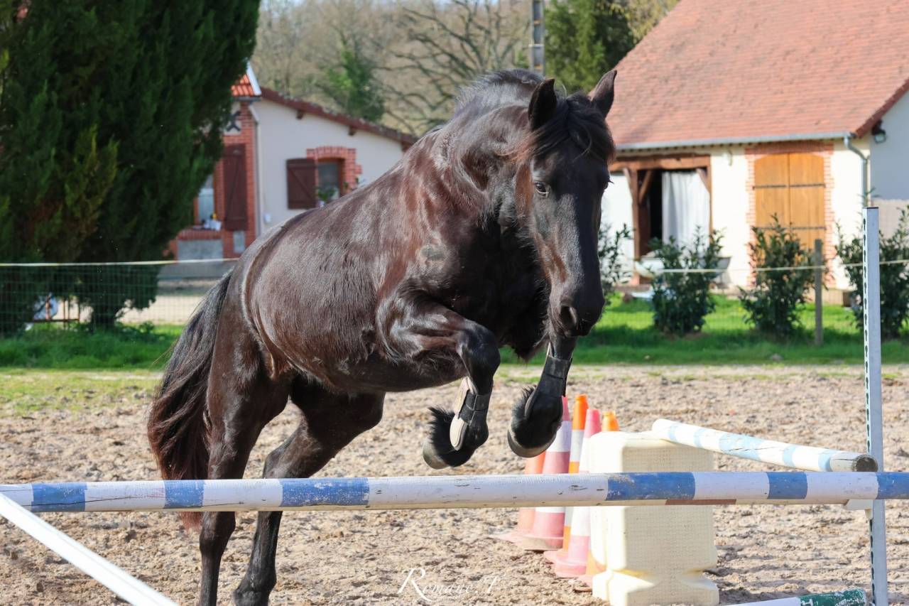 Poulinière arabofrison