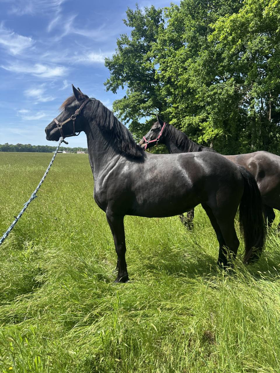 Poulinière arabofrison