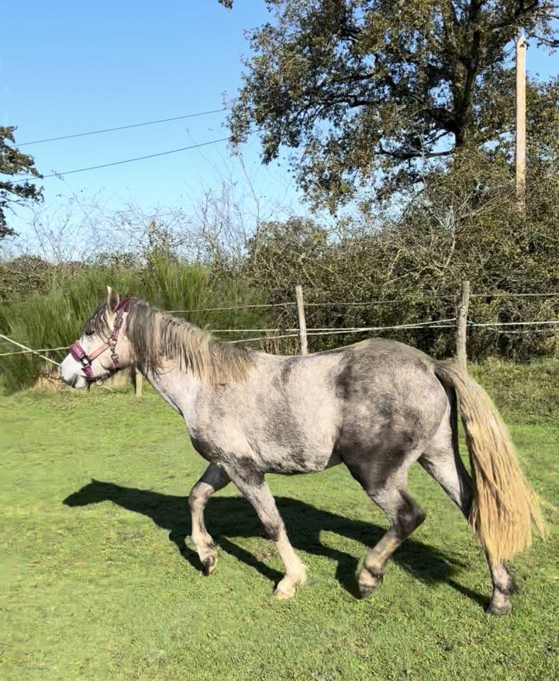 Poney Connemara Sport