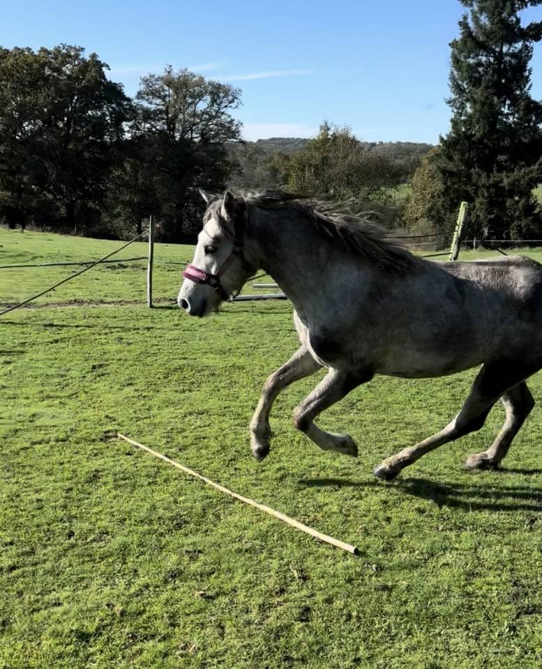 Poney Connemara Sport