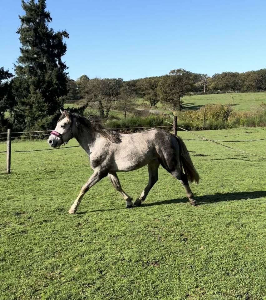 Poney Connemara Sport