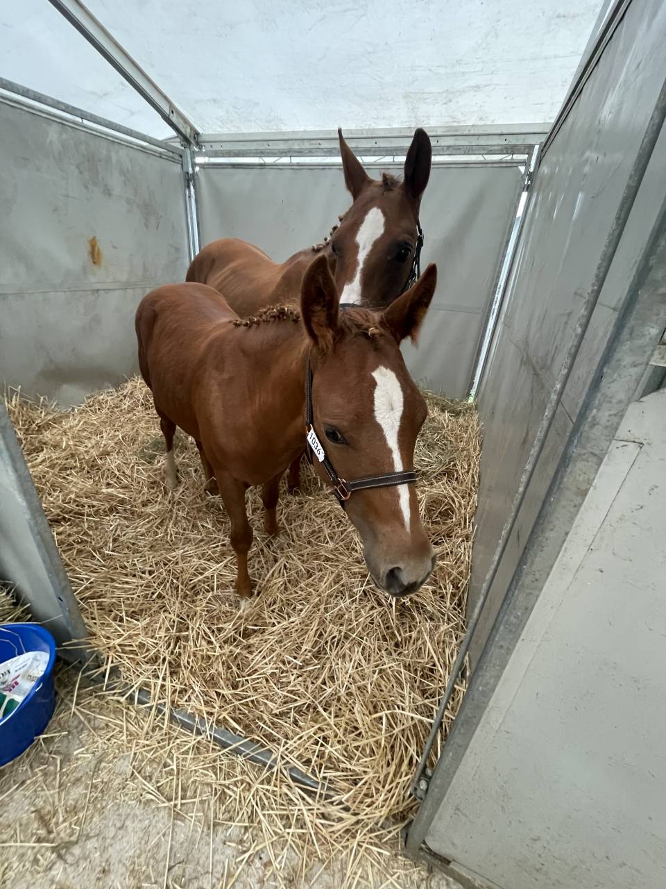 10ème de France Foal FA!