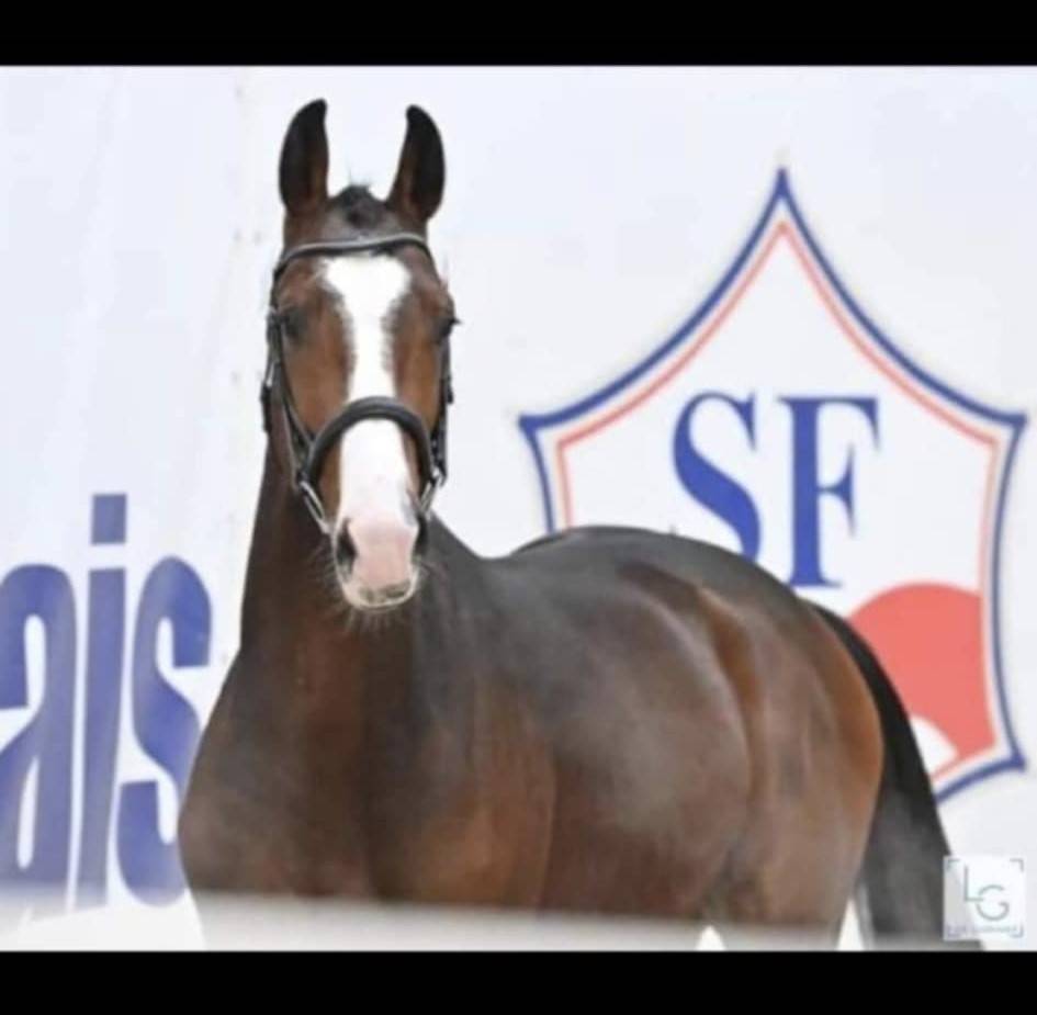 A vendre, hongre , 6 ans 